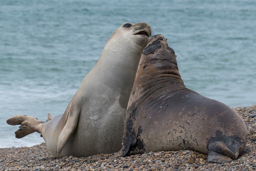 Punta Ninfas - See-Elefanten und Orcas hautnah