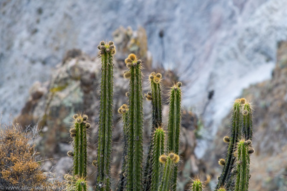03_D858233_1720