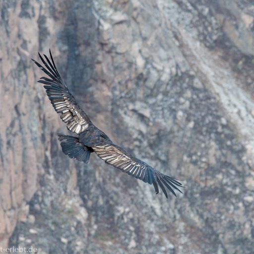 17_D858448_1720