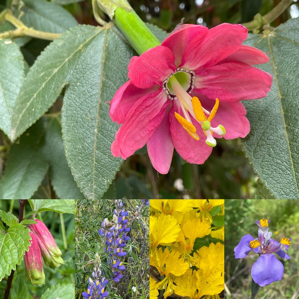 Blumen Cusco