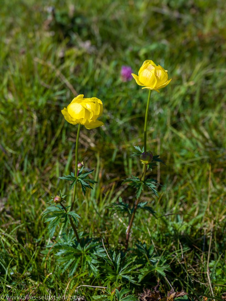 01__Z612562_1920