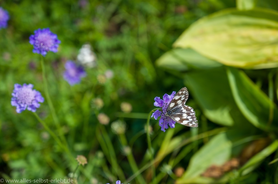 04_Z611835_1720